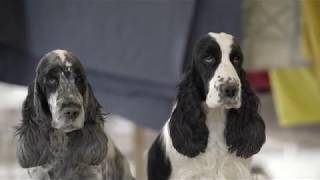 English Cocker Spaniel