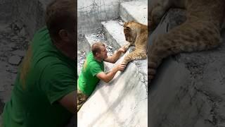 Как Олег Зубков львят уговаривал. Малыши купаться не хотят! Тайган