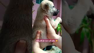 Cute puppy #cutebabyanimals #cutepuppy #cutepuppies #cutepuppyvideos #puppylove  #cutepuppylovers