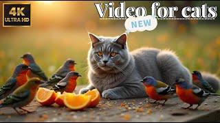 Cat TV for Cats - Ultimate Bird and Squirrel Watching Video | Kitten Playhouse !