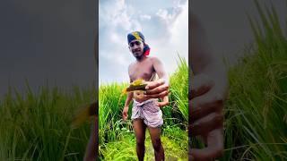 ধান ক্ষেতে মাছ আর মাছ।। Fishing in village।। Fishing Videos।। Rakib Blogs।।