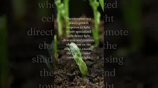 why plants lean towards light?