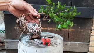 chia sẻ về đặc tính của sam núi và cách trồng,bonsai sam núi thác đổ.