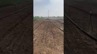 sprinkler irrigation system water sprinkler for lawn #shorts #viral #lifehacks #follow #farmer #crop