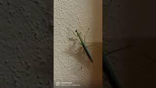 Mentadak mentadu #mantis