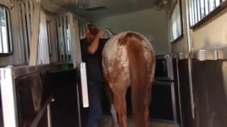 Storm learns to load on 5 horse trailer