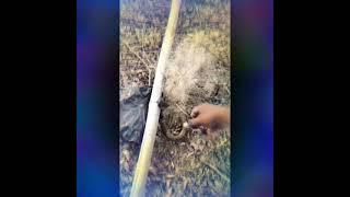 Rescue operation of snake from fish net | Jagga jiteya- URI: THE SURGICAL STRIKE