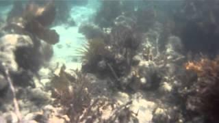 Snorkeling mosquito banks key largo florida