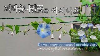 나의 정원에서 가장 예쁜 꽃!/파라솔 나팔꽃 The prettiest flower in my garden, parasol morning glory