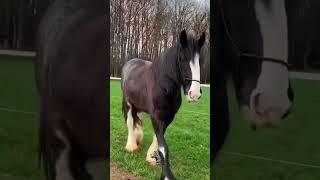 Shire Horse – The Gentle Giant 