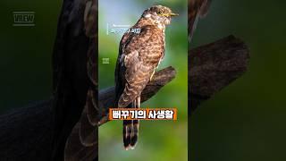 뻐꾸기의 사생활 #shorts #니드상식