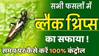 Black Thrips control insecticide | ब्लैक थ्रिप्स को कैसे रोकें |Black Thrips control chilli capsicum