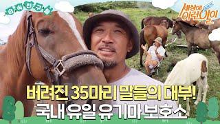 [#습속친구들] 버려진 35마리 말들의 대부, 국내 유일 유기마 보호소 #순간포착세상에이런일이 #WhatonEarth #SBSstory