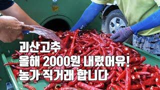 괴산고추 올해 2000원 내렸어유! 농가 직거래 합니다