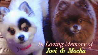 Mocha & Jovi - Rest In Peace  ️️