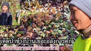 #เห็ดป่าข้างบ้านเยอะอลังการคัก