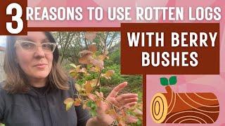 3 Reasons I Half-Buried Rotten Logs Around My Berry Bushes