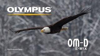 Eagle Eyes with the Olympus O-MD E-M1X