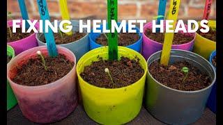 How to Fix Helmet Head Seedlings