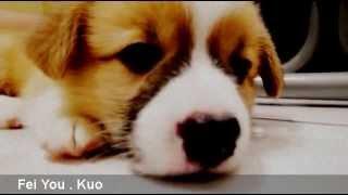 2014.6.13 柯基犬肥油 X 吃喝拉撒日誌 我累了