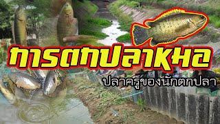 แนวทางการตกปลาหมอ | ปลาครูของนักตกปลา |