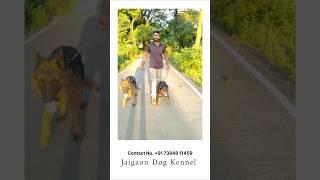 German shepherd & Rottweiler Shorts jaigaon dog Kennel #dogs #ytshorts #germanshepherd #rottweiler