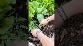 How to plant tomato seedlings in 7 simple steps for strong, healthy, & abundantly-producing plants!