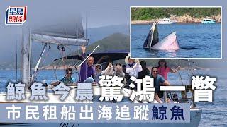 西貢鯨魚｜今晨驚鴻一瞥曾露面 市民租船出海追蹤鯨魚 星島頭條｜西貢｜南風灣｜鯨魚｜暢泳｜布氏鯨