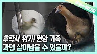 주택난에 시달린 원앙 가족의 추락사 위기.. 새끼 원앙의 최후┃Rescue the Madarin Duck Family From Falling to Death!