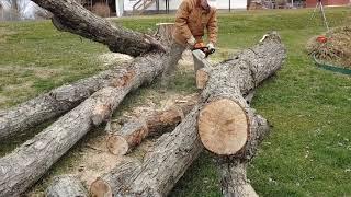 STIHL 271 FARM BOSS 20" Bar working hard in Tennessee making Firewood from 40" Silver Maple