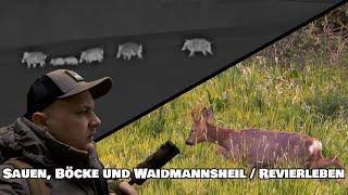 Sauen und Böcke satt - Jagd Anfang Mai / RevierLeben // Vlog 71