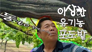 [유 to the 기 to the 농] 이상한 유기농 포도밭 근황