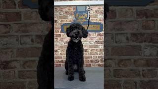 Doggy Daily Episode 169: Maddie the Schnoodle  #doggrooming #schnoodle