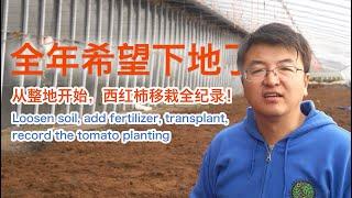 松土、添肥、移栽，记录西红柿“下地”全过程 Loosen soil, add fertilizer, transplant, record the tomato planting