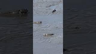 《台灣人自由生活》彈塗魚是兩棲生物，海中生物進化上岸的證明。