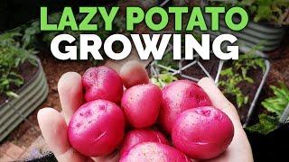 Growing Potatoes By IGNORING Them (EPIC HARVEST)