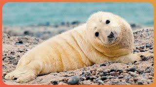 The Largest Grey Seal Gathering In The World | Sable Island Documentary | Real Wild