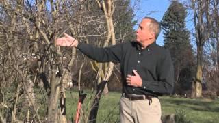 In the Garden - Cutting back Lilacs