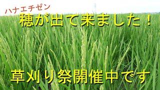 ハナエチゼン出穂期に突入・梅雨明けで２回目培土順調です・2021