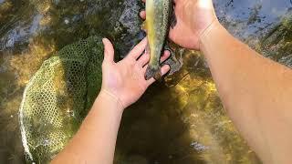 Fliegenfischen in der Mürz  -  Teil2