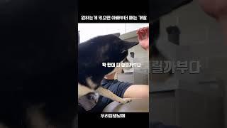 원하는게 있으면 아빠부터 패는 효녀개딸 #short #shortvideo #dog #doglover #cutedog #cuteanimals #sibainu #강아지