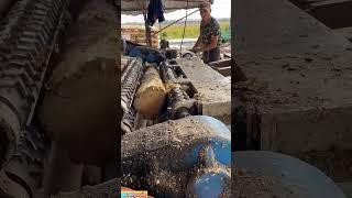 Huge Log shredded for use #youtubeshorts #trending #woodworking