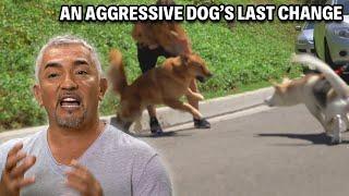 Is Trauma Causing This Golden Retriever To Be Aggressive?  | Cesar 911 Season 3, Ep. 2