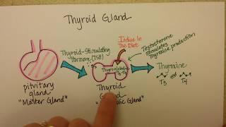 Thyroid Gland Function