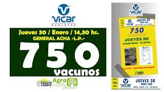 en VIVO - 14,30 hs. - REMATE de VICAR GANADERA S.A. - JUE. 30 / ENERO / 2025 - G. ACHA  -L.P.-