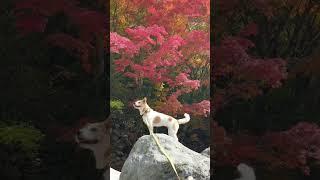 빨갛게 물든 제주 한라산둘레길 #제주 #단풍명소 #15초제주여행