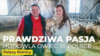 Ekologiczna hodowla OWIEC w Pieninach | Rolnik Na Czasie