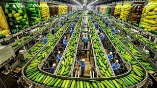 How Millions Of Cucumbers Are Grown In Greenhouses And Harvested - Technology For Growing Cucumbers