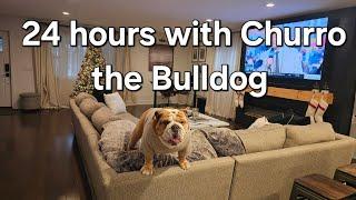 A day in the life of a Bulldog