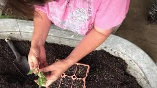 How to propagate Russian Sage